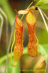 N_alata_j_102008