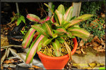 DSC_0380_nEO_IMG Neoregelia Sybil Jane