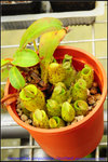 nEO_IMG_DSC_8921 Nepenthes ampullaria - spotted