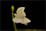 DSC_2173_nEO_IMG Utricularia calycifida - White flower