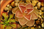 DSC_9609_nEO_IMG Pinguicula ehlersiae Big Flower