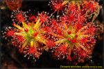 DSC_0841_nEO_IMG Drosera enodes