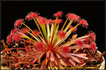 nEO_IMG_DSC_8999 Drosera dilatato-petiolaris