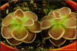 DSC_3394_nEO_IMG Pinguicula ehlersiae