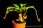Nepenthes_ephippiata_2 ephippiata