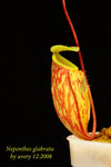 Nepenthes_glabrata_2 glabata