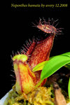 Nepenthes_hamata_3 hamata