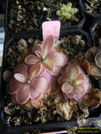 DSCN2683_nEO_IMG