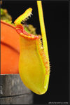 nEO_IMG_DSC_7105 lowii