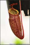 nEO_IMG_DSC_8951 Nepenthes peltata