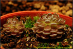 DSC_9854_nEO_IMG Pinguicula debbertiana
