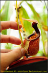 nEO_IMG_DSC_8912 Nepenthes rafflesiana #1 Alata Squat Red