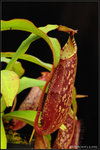 nEO_IMG_DSC_7653 spectabilis