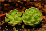 DSC_9861_nEO_IMG Pinguicula debbertiana White Flower