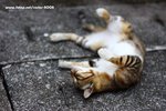 IMG_5943 拷貝