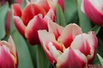 IMG_8031