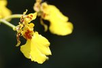 IMG_4170
