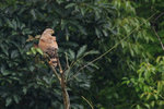 IMG_6328_2