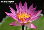 DPP_5090