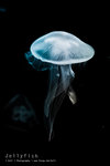 Jellyfish_19