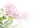 ph_sarusuberi3