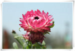 HK Flower Show 2011