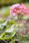 _MG_2386a