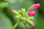 _DSC0083F