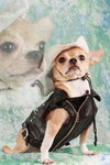 puppyYip