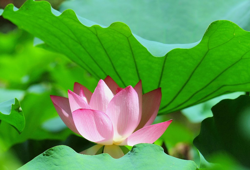 Lotus
