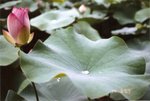 contax t3_1