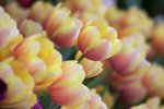 Flower Show 2009 121