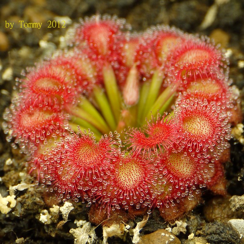 SEMI FRESCHI di DROSERA CAPENSIS - Giardino Carnivoro