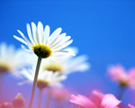 bright_whit