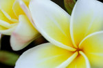 雞旦花 - Frangipani