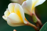 雞旦花 - Frangipani