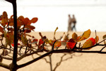 Scene at a beach