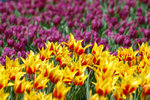 image0016