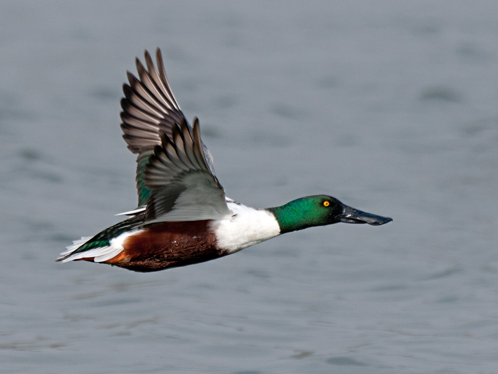 Nothern Shoveler (Adult, Male): Nature and Wildlife Photography Forum ...