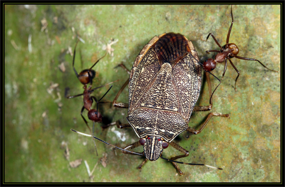 纹头蝽 critheus lineatifrons