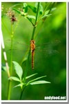 CRW_9695-1