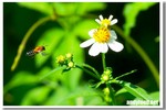 CRW_9701-1