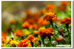 CRW_4594