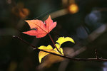 _MG_6730a
