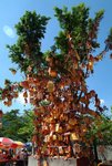 LAM CHUEN WISHING TREE 9