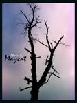 Tree in silence