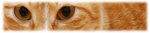 logo-cats
