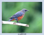 YCW_7639
