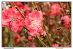 26012014_2014 Chinese New Year Flower Fair@Victoria Park_Peach Blossom00019