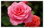20032019_Sony A7 II_Hong Kong Flower Show_Varieties_Rose00002